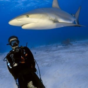 Shark diving in the Bahamas